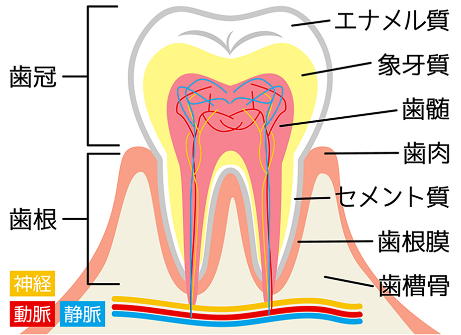 歯冠長延長術