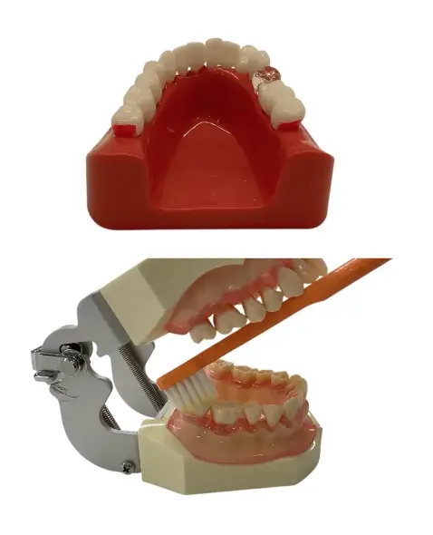 歯と歯の隙間の磨き残しと歯ブラシの当て方の画像