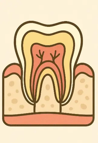 歯を断面図にした画像